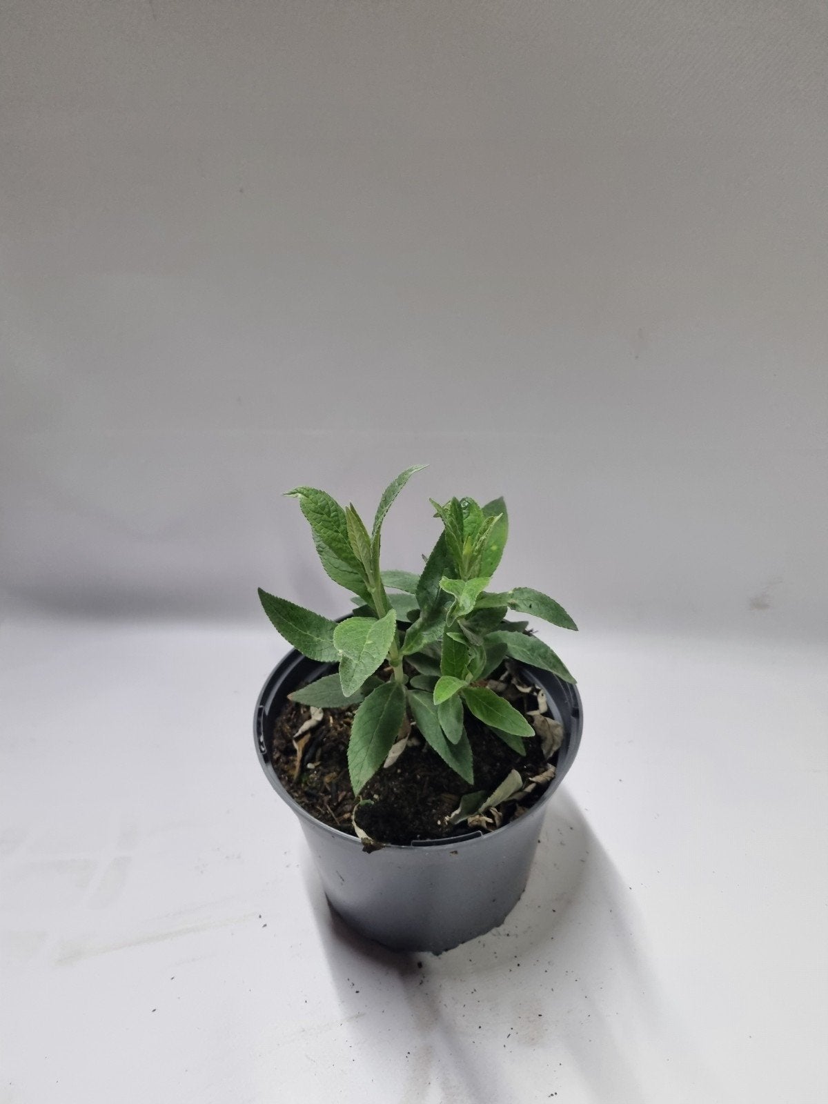 Vlinderstruik te koop, Ophalen, Vlinderstruik, Struik, Minder dan 100 cm