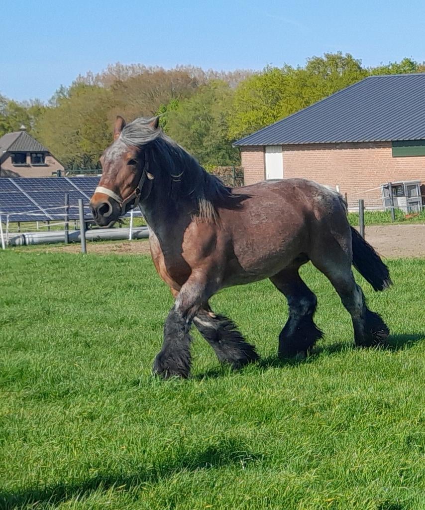Merrie ,trekpaard, Dieren en Toebehoren, Paarden, Merrie, Met stamboom, 7 tot 10 jaar, Recreatiepaard