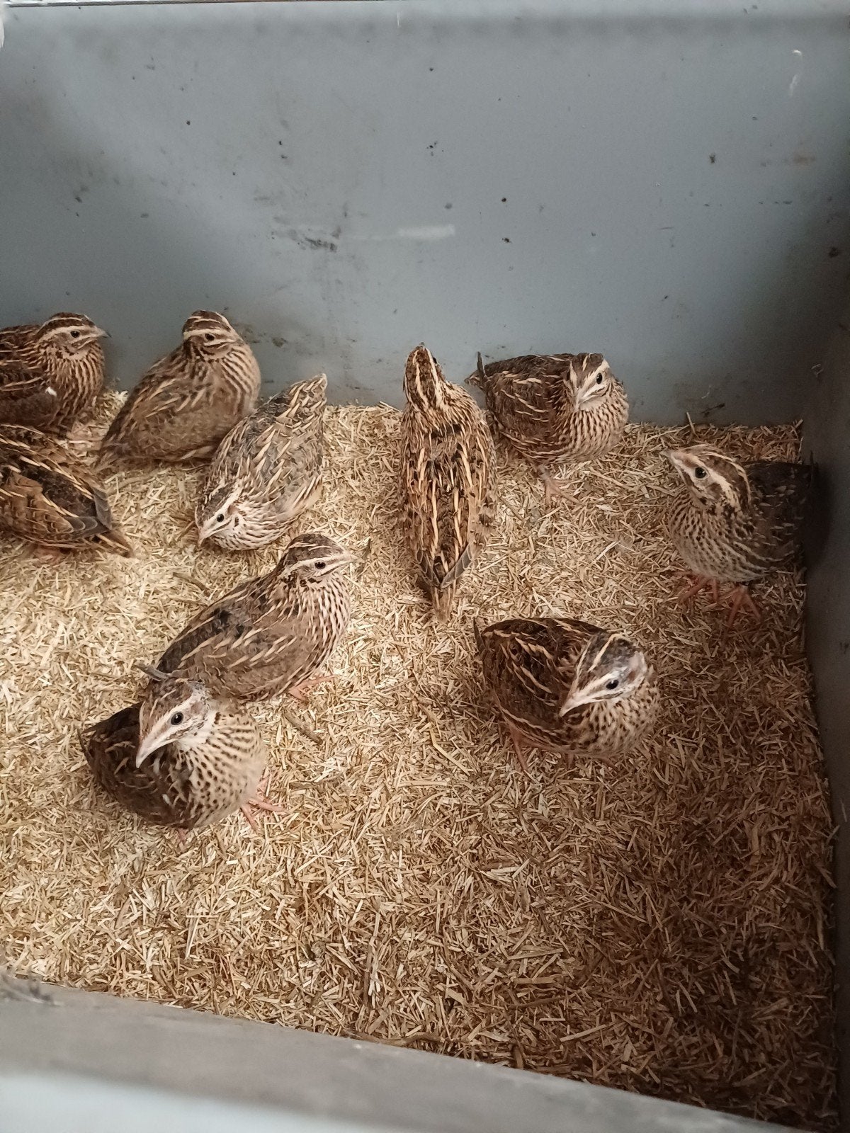 Europese kwartels, Dieren en Toebehoren, Mannelijk, Overige soorten
