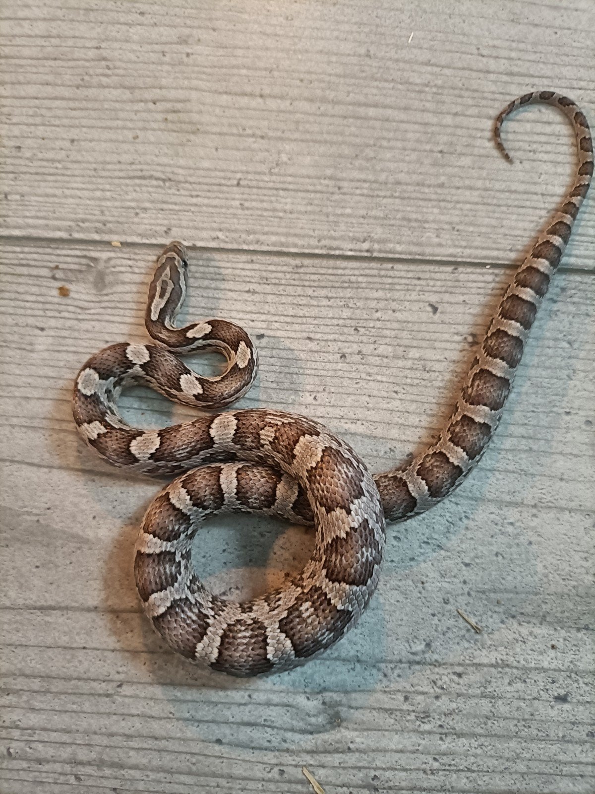 jonge rattenslangen Rat Snake photo 2