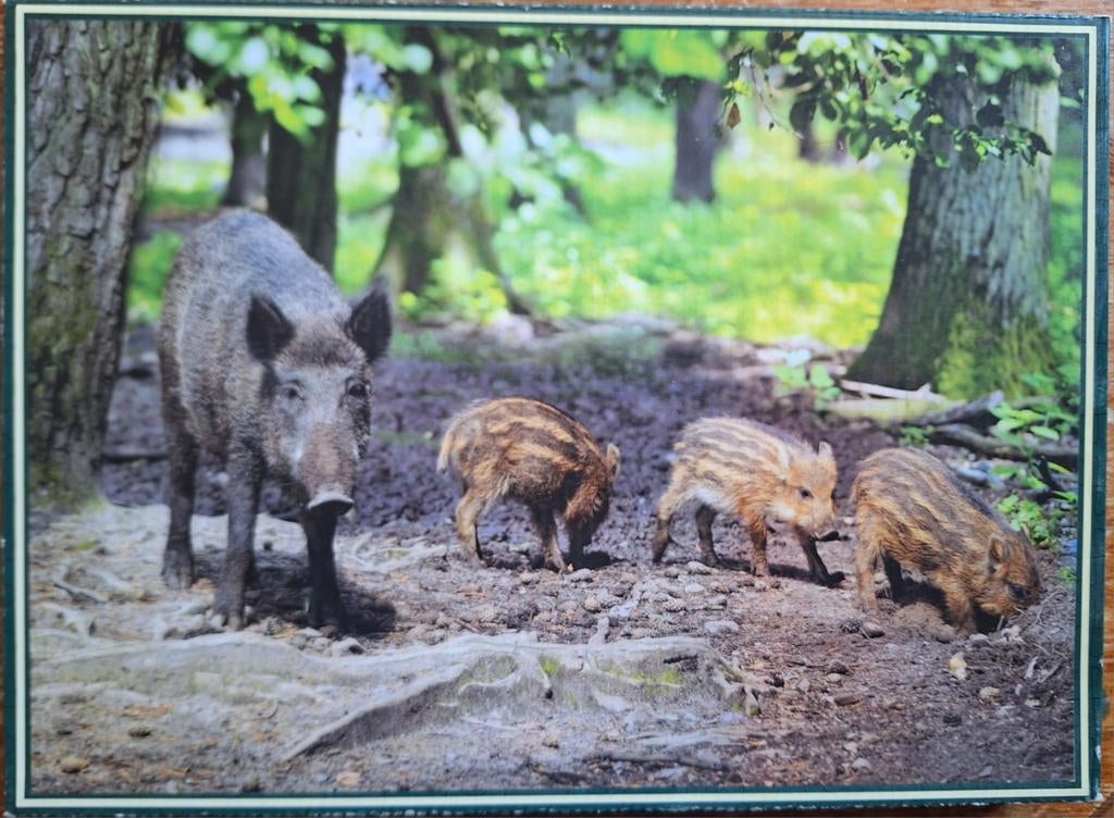 Nieuwe puzzel met wilde zwijnen 1000 stukjes, Ophalen of Verzenden, 500 t/m 1500 stukjes, Nieuw, Legpuzzel