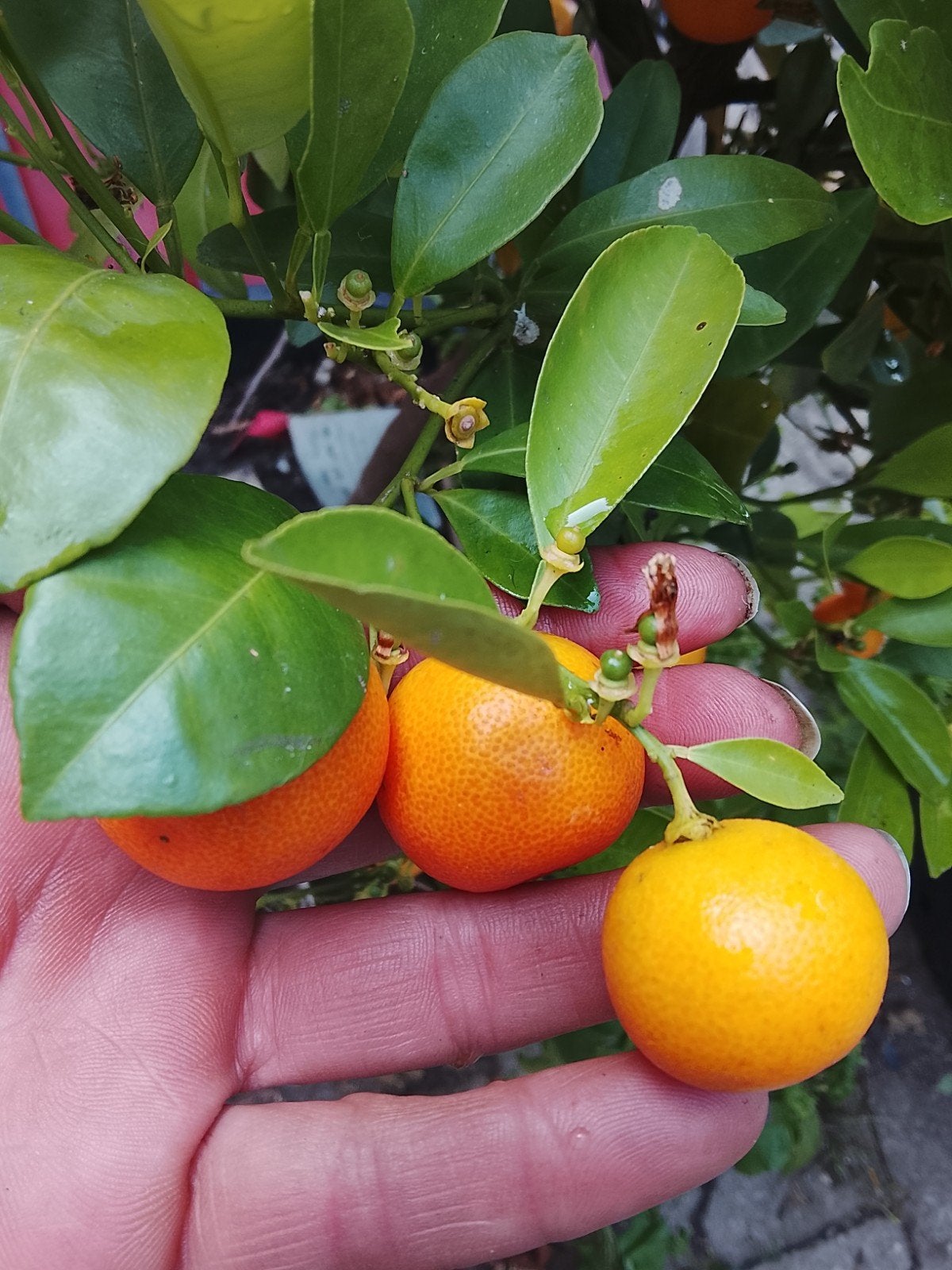 Mandarijnplant vol in nieuwe vruchten - ca. 1 meter hoog, Ophalen, Volle zon, Vaste plant, Bloeit niet