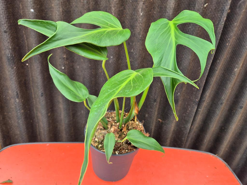 Monstera Burle Marx Flame p17 (B), Ophalen of Verzenden, Halfschaduw, Minder dan 100 cm