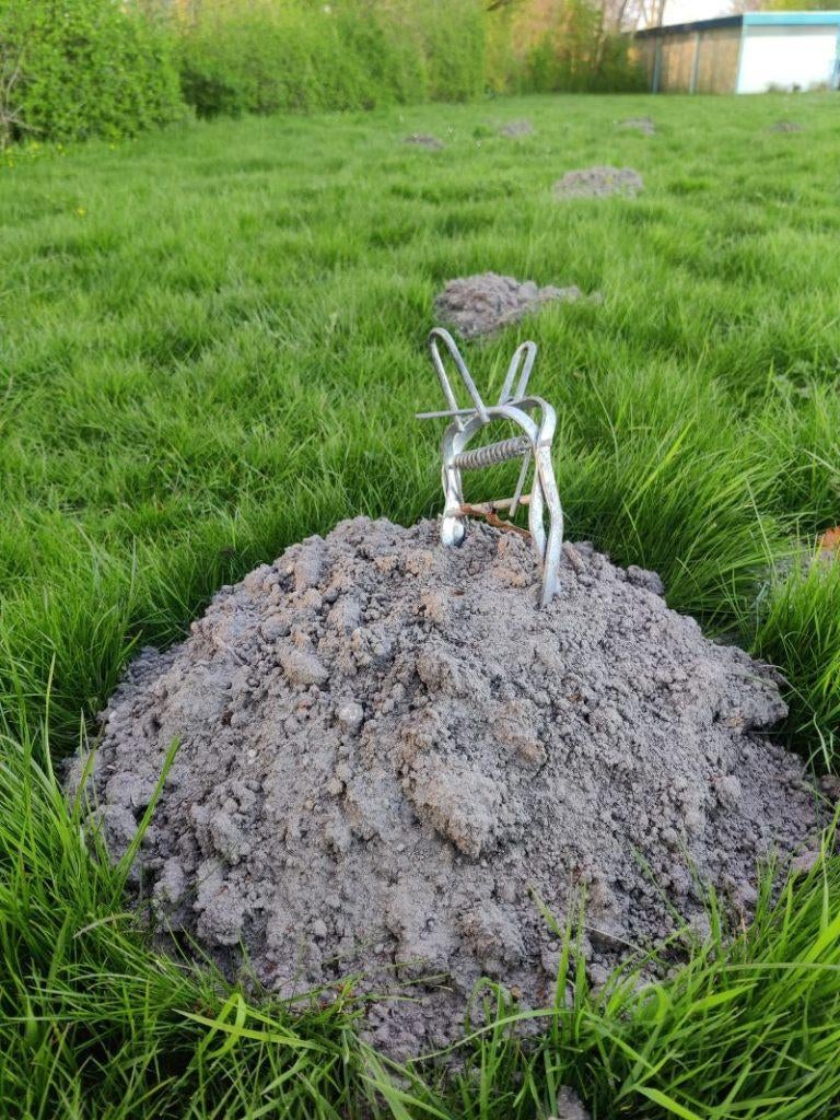 Mollenbestrijding, Ophalen