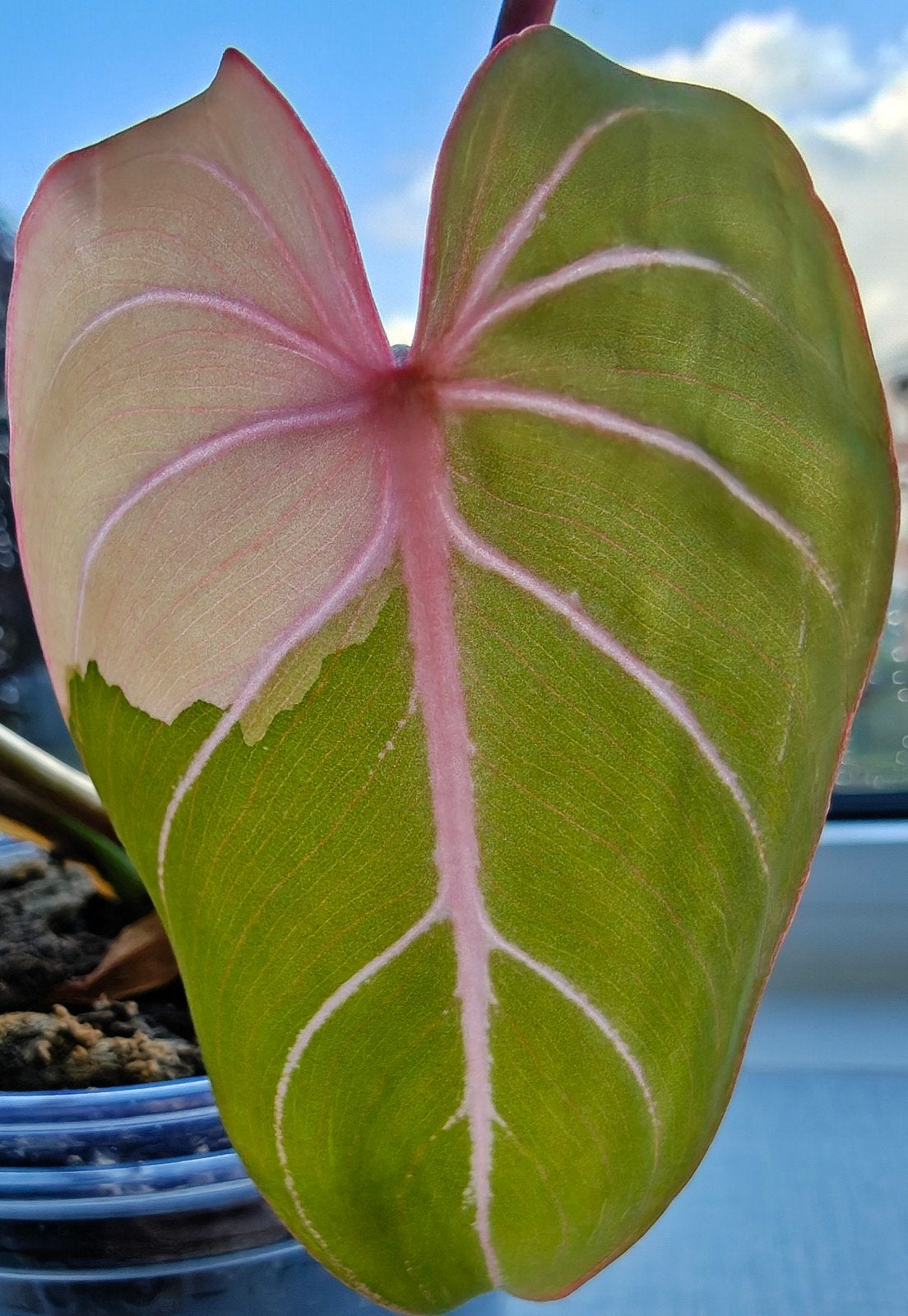 Philodendron Gloriosum variegata - type 1, Huis en Inrichting, Overige soorten, Minder dan 100 cm, Groene kamerplant, Halfschaduw