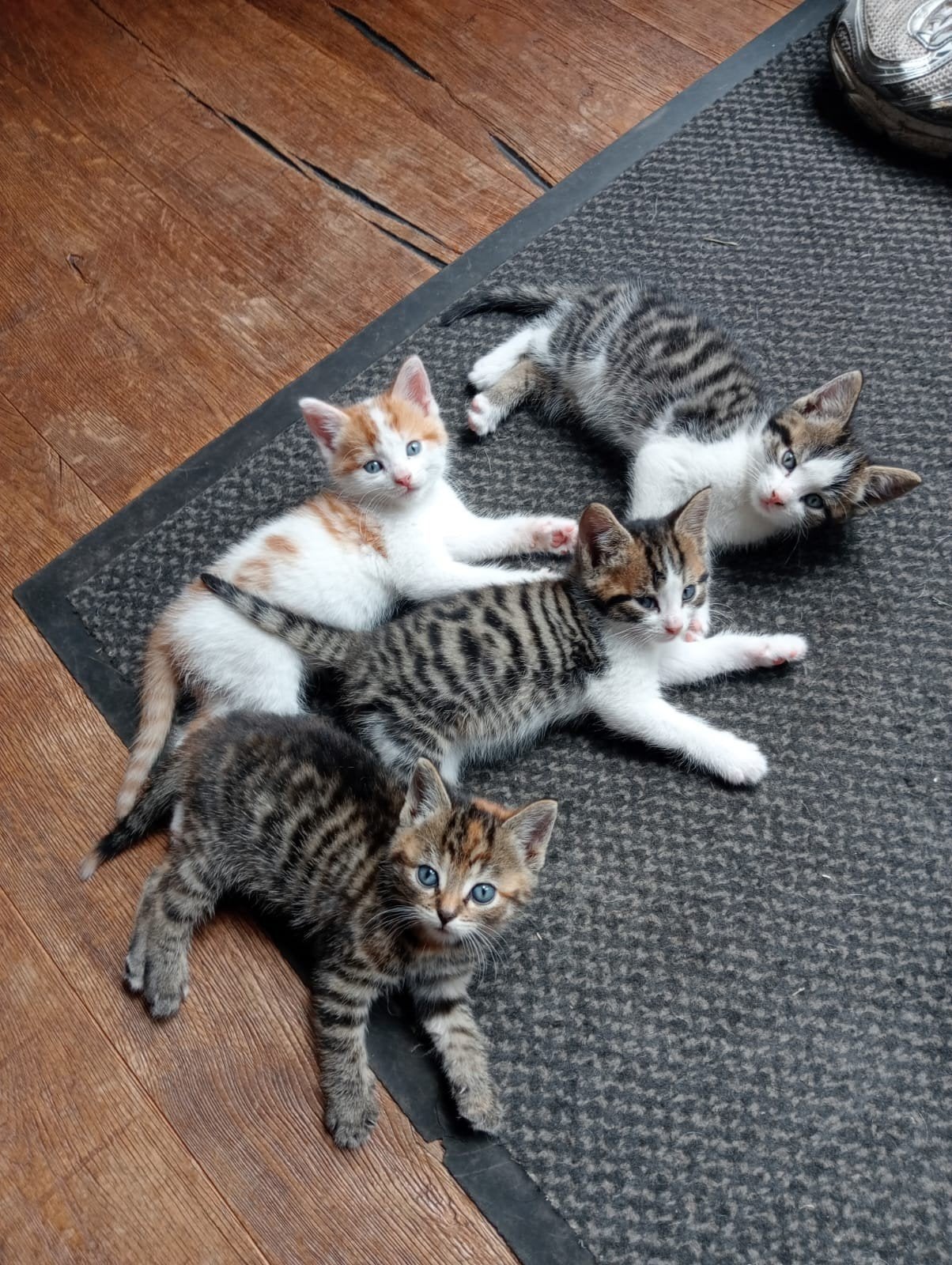 Lieve boerderij kittens!, Dieren en Toebehoren, Katten en Kittens | Overige Katten, Meerdere dieren, Kortharig, 0 tot 2 jaar