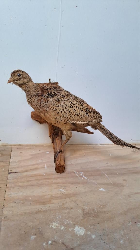 Mooie Opgezette Fazant, Ophalen of Verzenden, Zo goed als nieuw, Vogel, Opgezet dier