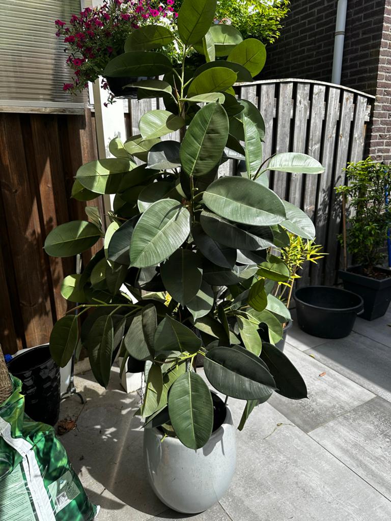 Grote Ficus Elastica (Rubberplant) in pot, Ficus, In pot, 150 tot 200 cm, Groene kamerplant