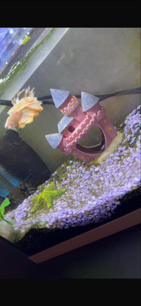 Betta vis, Vis