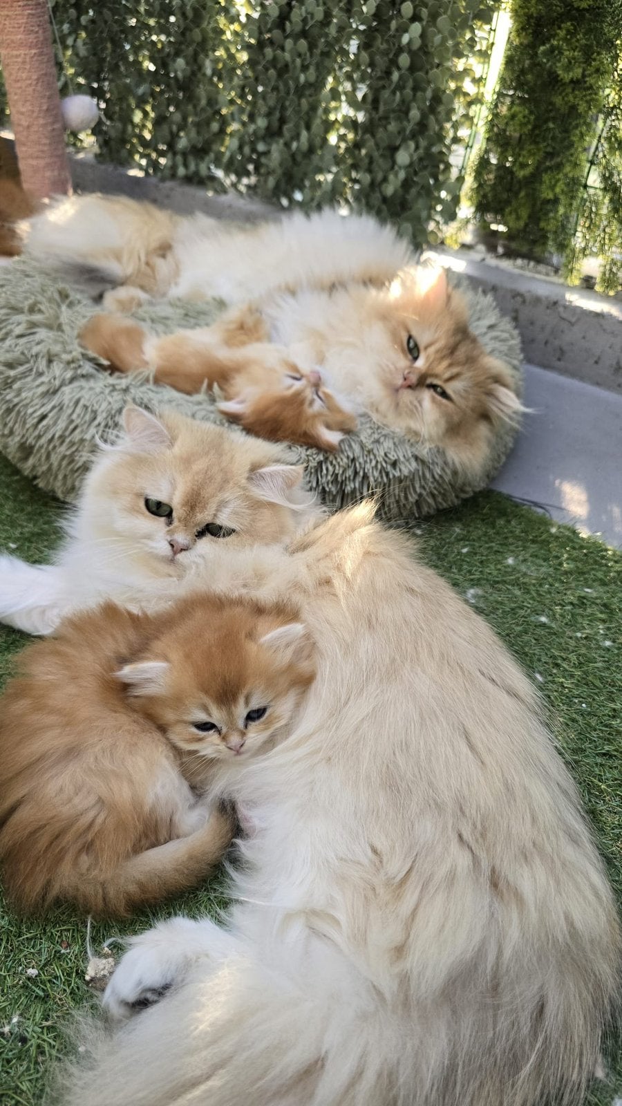 British langhaar met stamboom, Dieren en Toebehoren, Meerdere dieren, Met stamboom, 0 tot 2 jaar