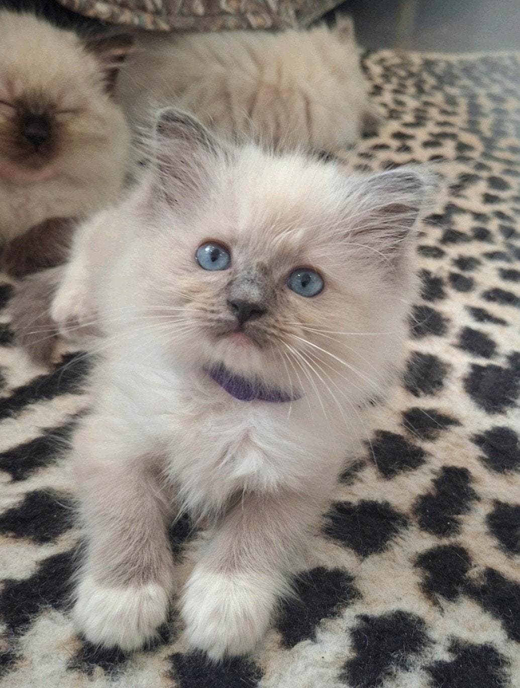raszuivere Ragdoll Blue mitted kitten met stamboom PG vrij, Poes, Met stamboom, 0 tot 2 jaar