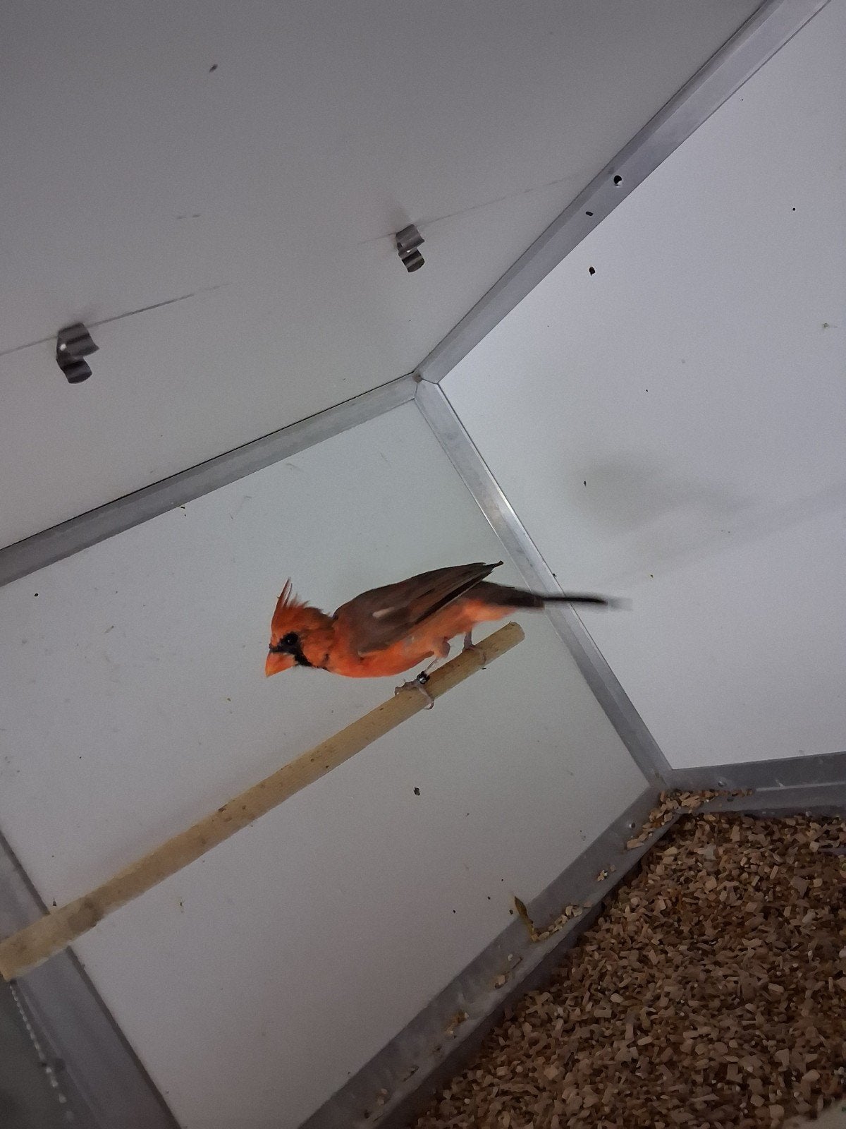 vele soorten vogels kardinalen wildzang kanaries parkieten t, Dieren en Toebehoren, Meerdere dieren, Parkiet
