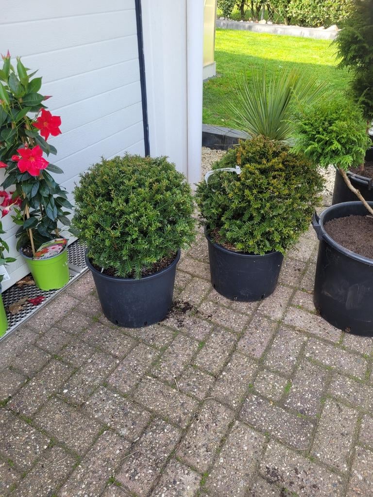 Taxus bol 40cm - Ideaal voor tuin en terras, Tuin en Terras, Planten | Tuinplanten, Vaste plant, Overige soorten, Halfschaduw