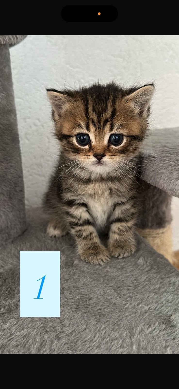 britse korthaar kittens, Meerdere dieren, Kortharig, 0 tot 2 jaar