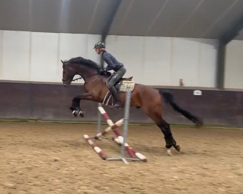 ‼️(In prijs verlaagd)‼️4 jarige ruin van So Perfect!, Ruin, Dressuurpaard, Met stamboom, B