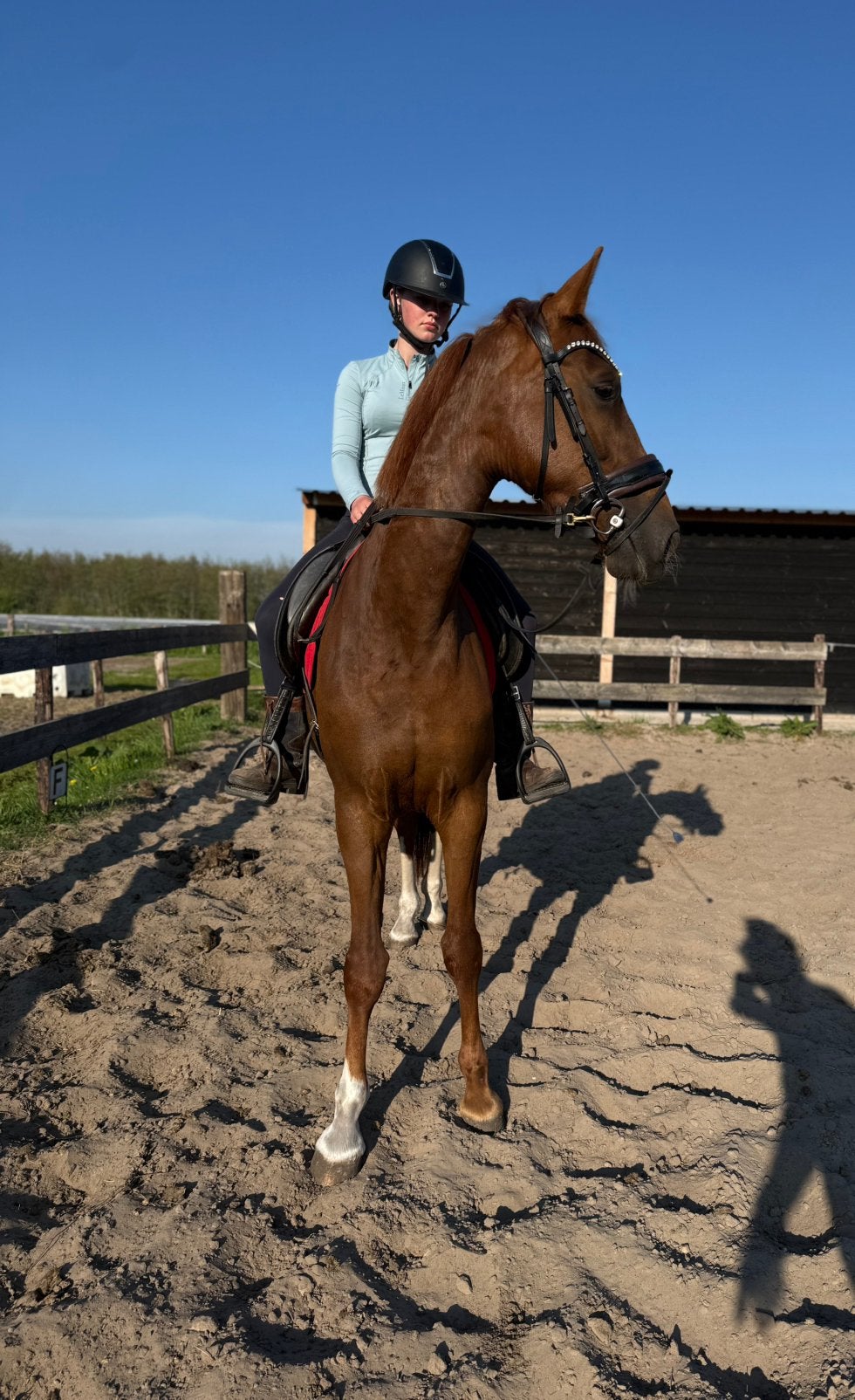 Kwpn Vos Merrie, Dieren en Toebehoren, Paarden, Merrie, Recreatiepaard, 3 tot 6 jaar