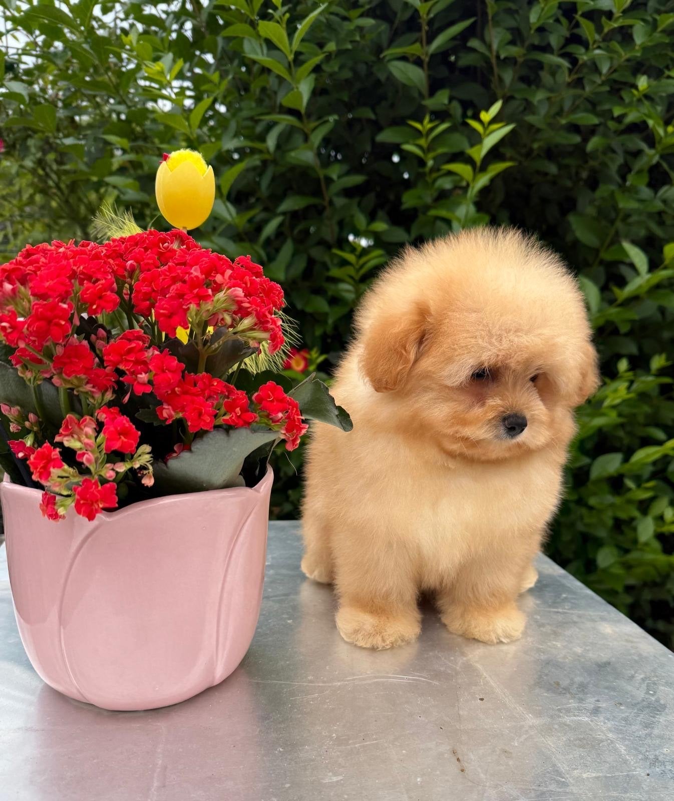 Pomapoo, Dieren en Toebehoren, Poedel, 8 tot 15 weken, Buitenland, Teef