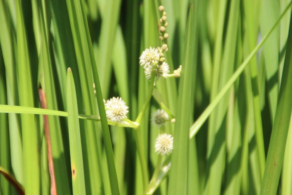 De grote Egelskop of Sparganium erectum vijver waterplant, Tuin en Terras, Ophalen of Verzenden, Nieuw, Overige typen