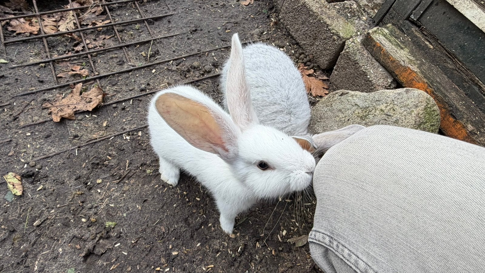 Raszuivere baby vlaamse reuzen, Meerdere dieren, Groot, 0 tot 2 jaar