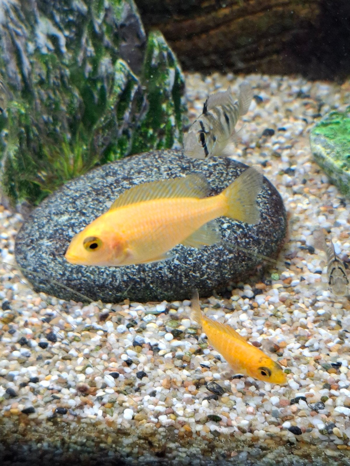 Chiclide mix te koop 2 euro per stuk, Vis