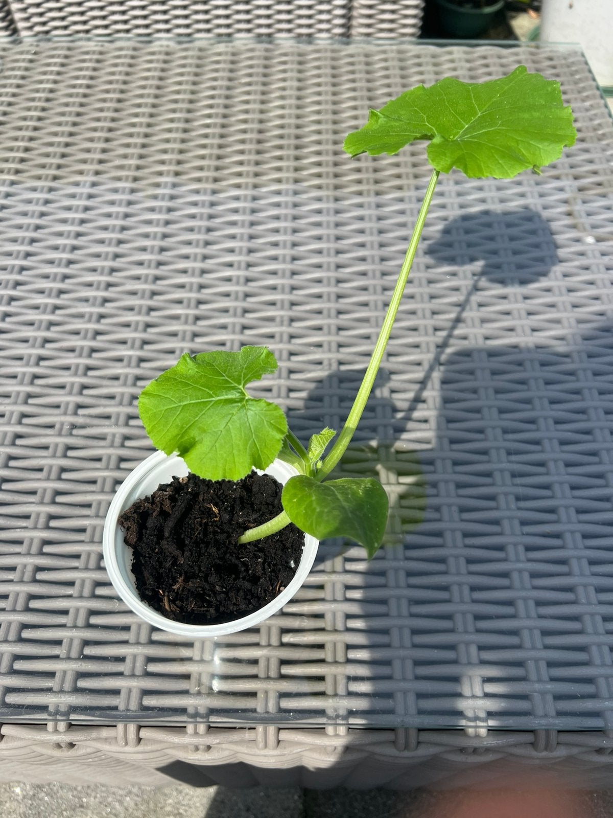 Courgette planten, Ophalen of Verzenden, Eenjarig, Groenteplanten, Volle zon