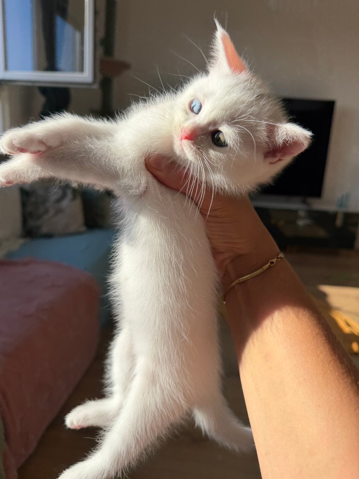 Siamees & Britsekorthaar mix, Poes, Ingeënt