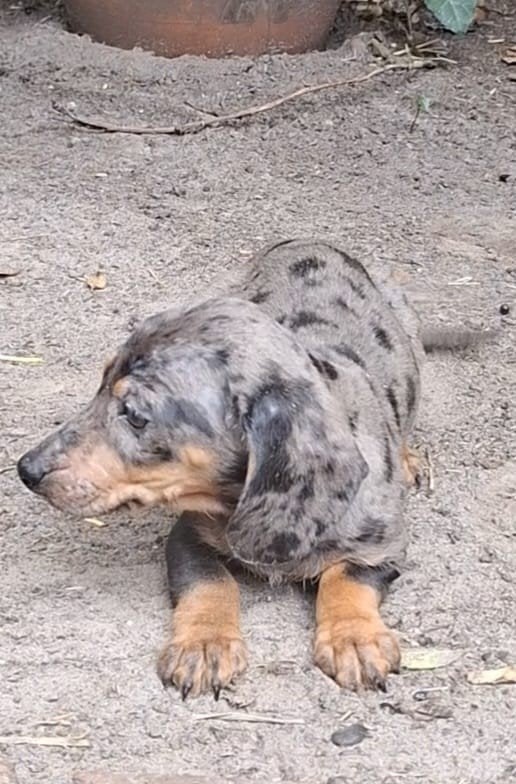 Mooi getekende merle teckel pup, Dieren en Toebehoren, Honden | Teckels en Dashonden, 8 tot 15 weken, Korthaar, Teef, Eén hond