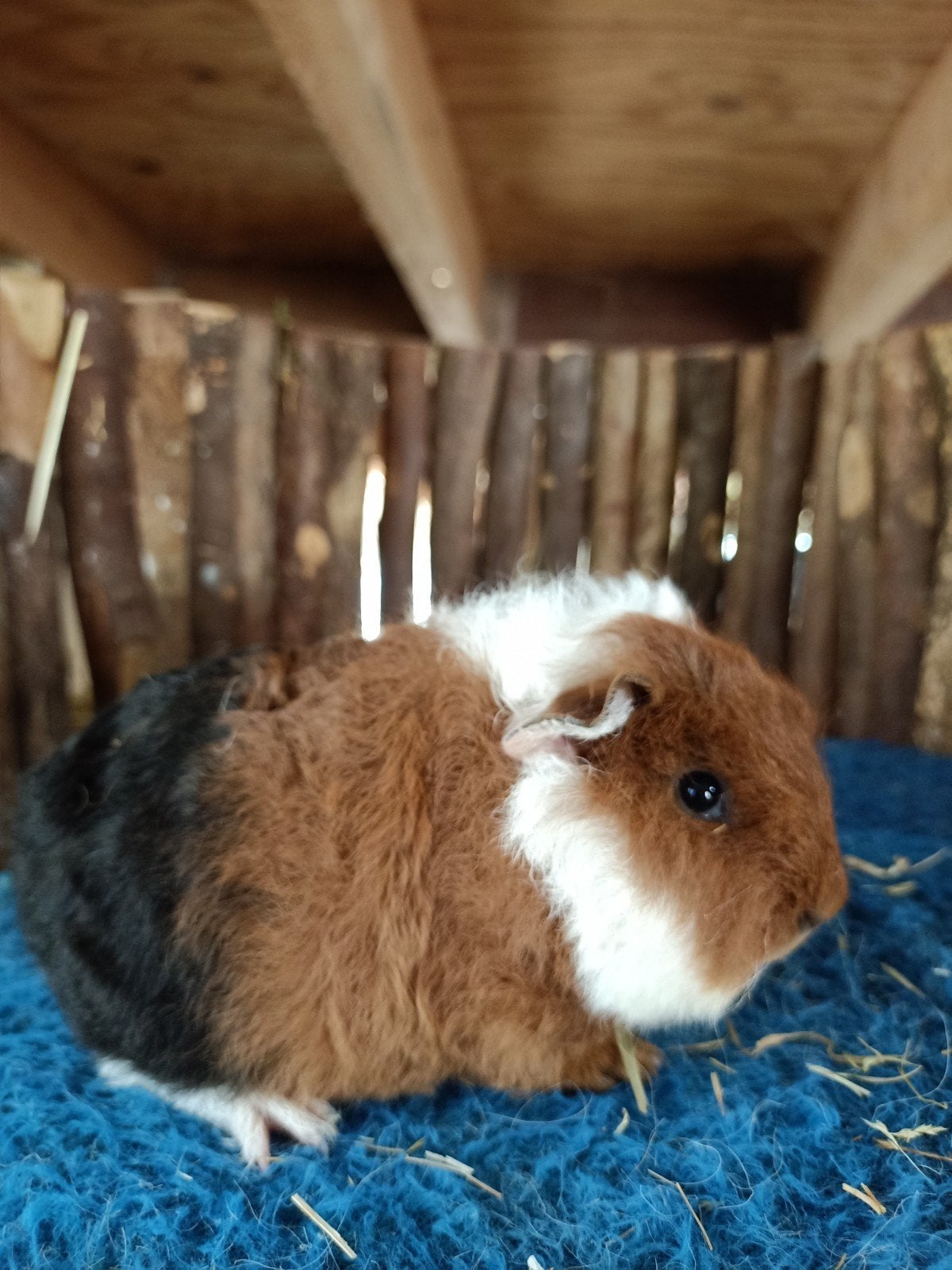 Ch teddy cavia, Dieren en Toebehoren, Mei, Mannelijk, Cavia