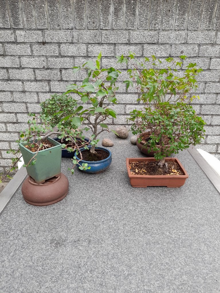 Complete bonsaiuitrusting, Tuin en Terras, Ophalen, Volle zon, Overige soorten, Minder dan 100 cm