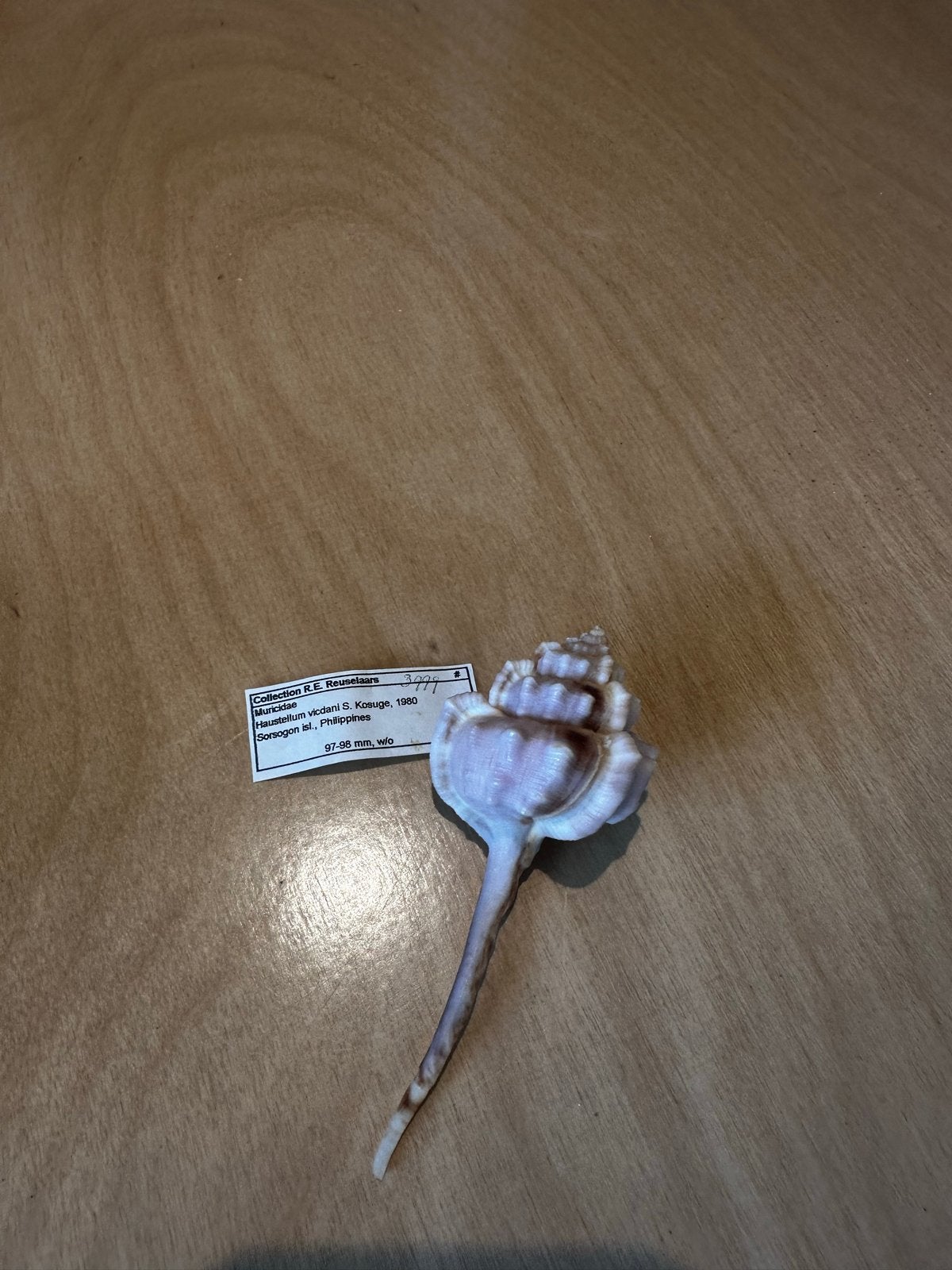 Bijzondere schelp - Haustellum vidalii - 9 cm, Ophalen of Verzenden, Gebruikt