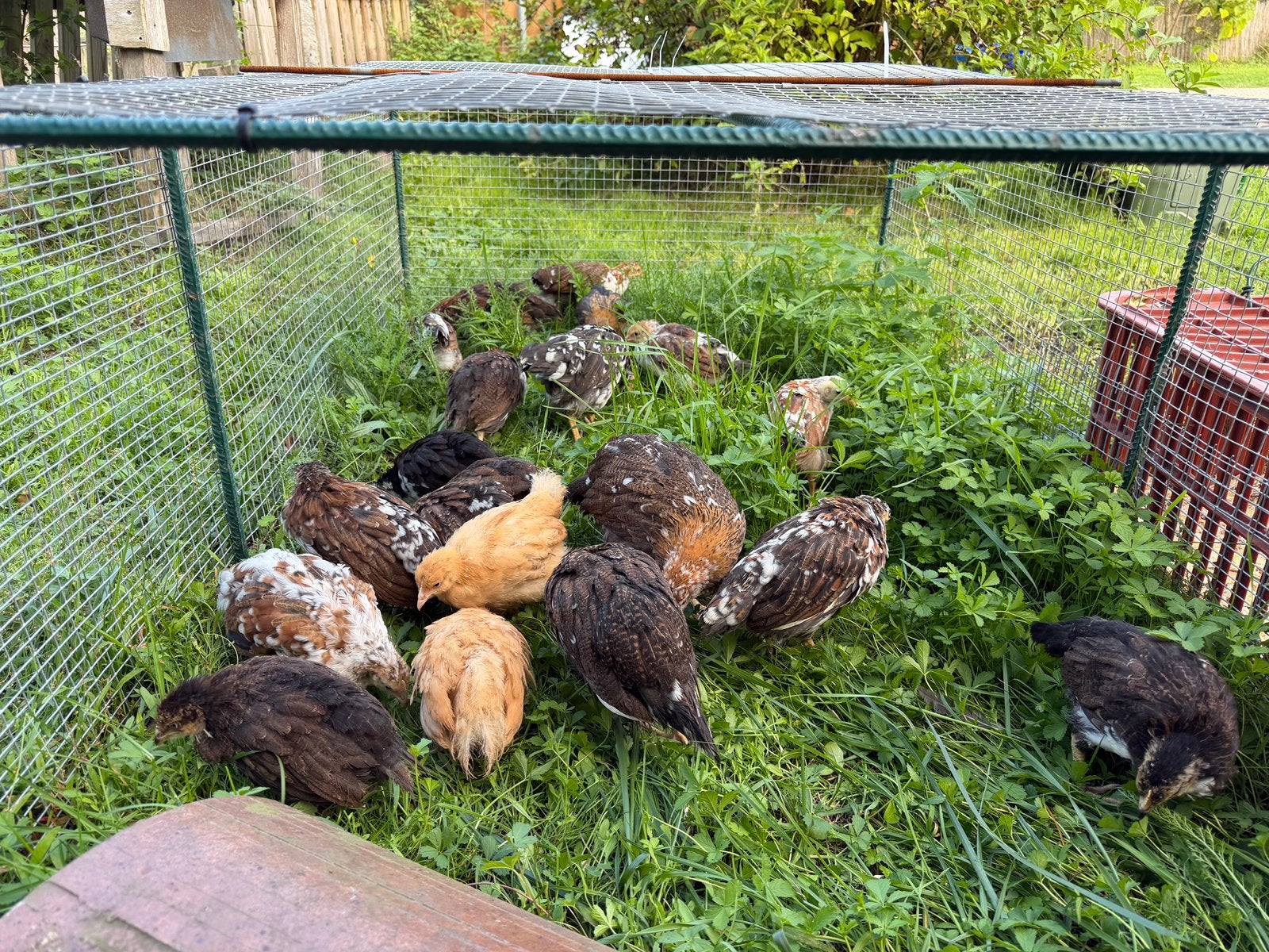 Raszuivere Orpingtons & Zweedse Bloemenhoenders te koop, Dieren en Toebehoren, Vrouwelijk, Kip