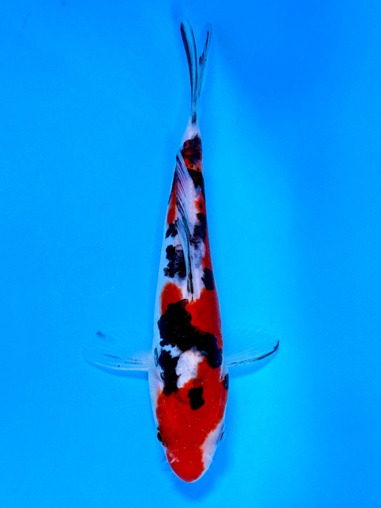 Kase VHQ Tateshita Mix | 15–18 cm | Doitsu Sanke, Dieren en Toebehoren, Vissen | Vijvervissen, Karper of Koi