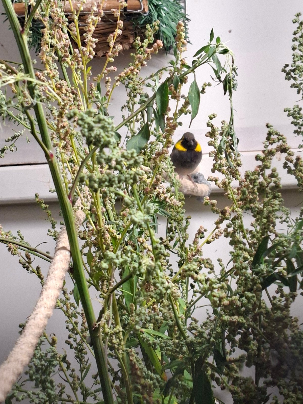 Cubavinken, Dieren en Toebehoren, Vogels | Overige Vogels, Meerdere dieren