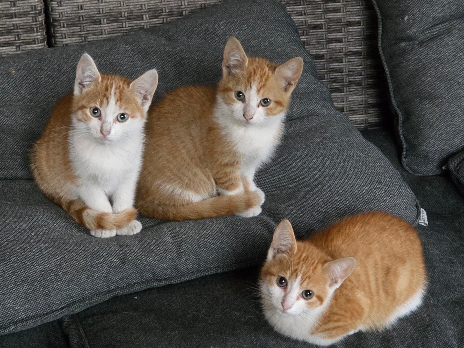3 mooie rode kittens met wit, 1 poes 2 katers, Dieren en Toebehoren, Meerdere dieren, Kortharig, 0 tot 2 jaar