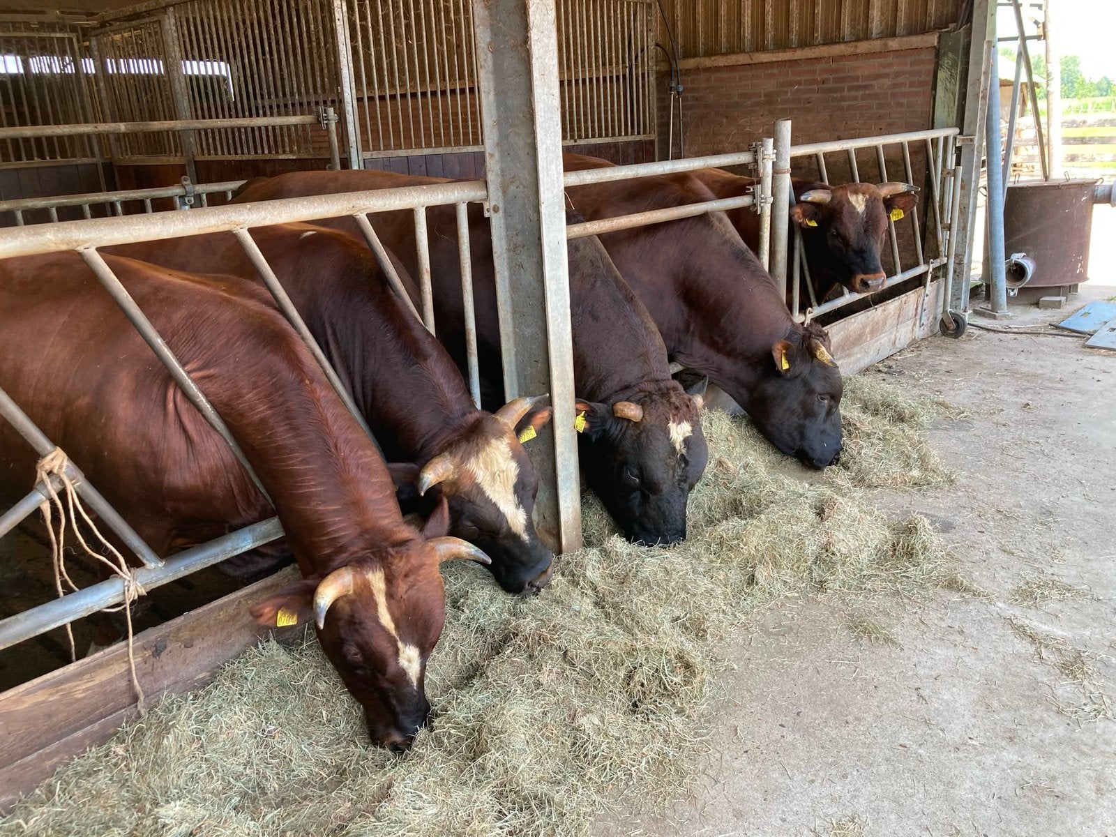 Te koop 100% brandrode stamboom stieren, Dieren en Toebehoren, Runderen, Mannelijk, 3 tot 6 jaar