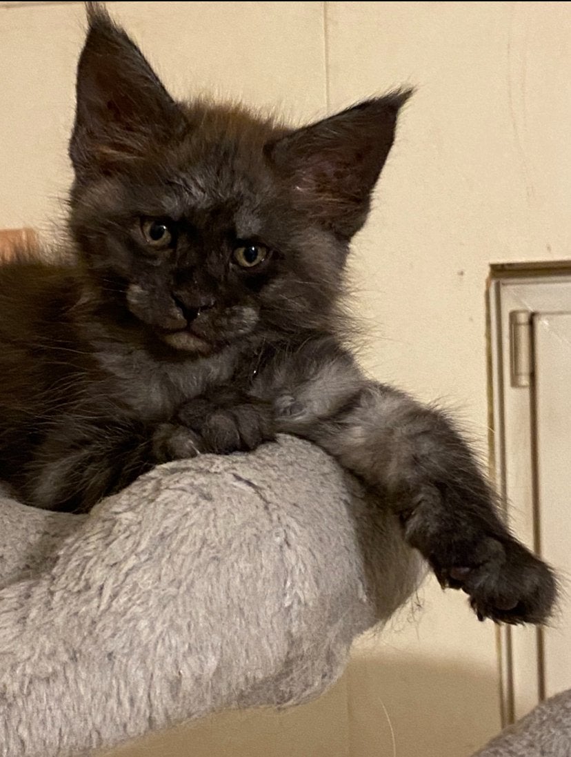 Maine coon kittens XL, Meerdere dieren, Ontwormd, 0 tot 2 jaar