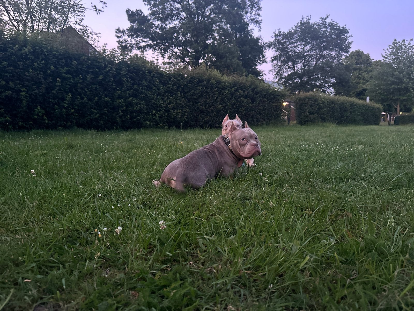 American Bully Pocket LILAC, Dieren en Toebehoren, 15 weken tot 1 jaar, Eén hond, Nederland, Particulier