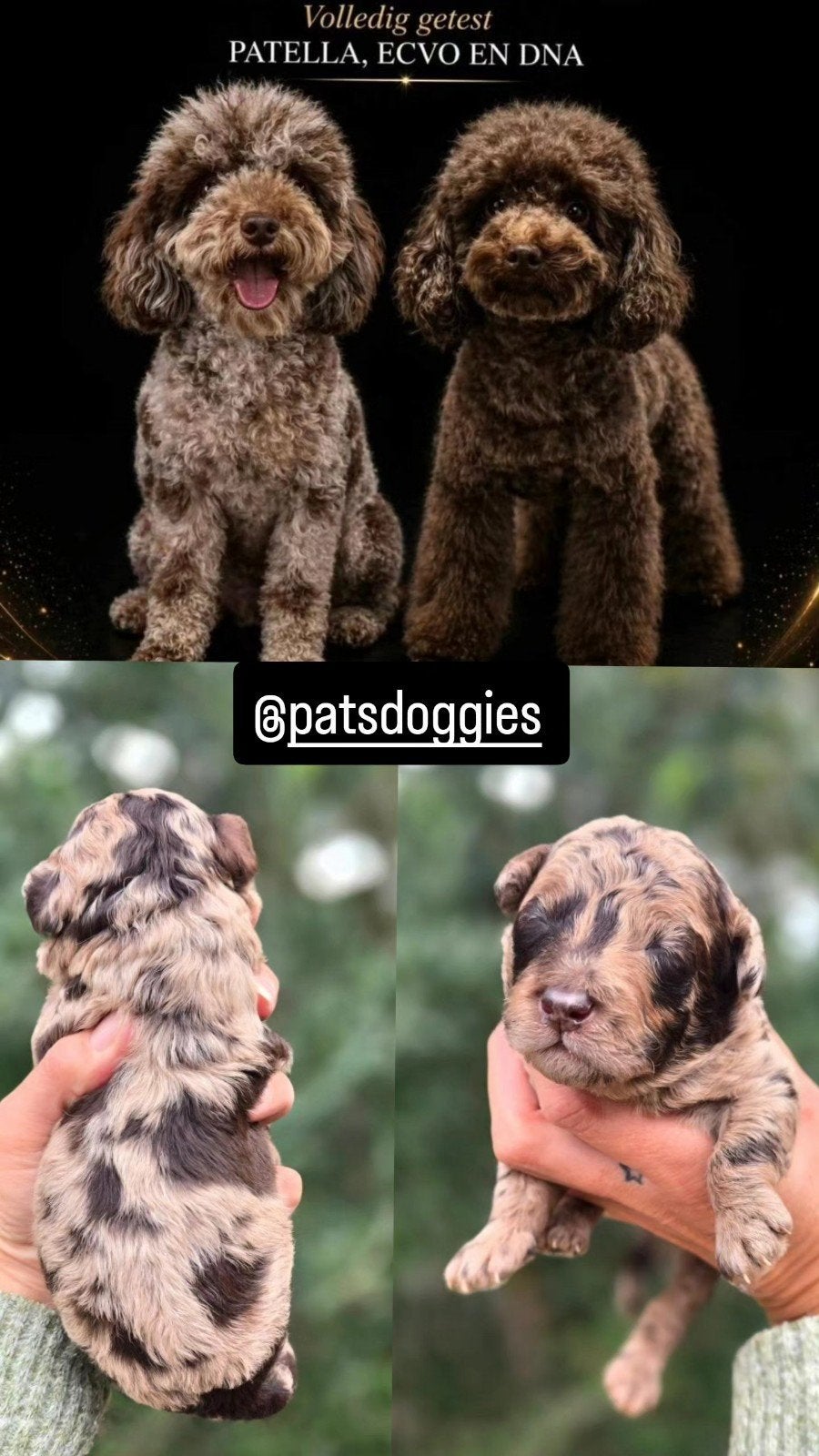 Toy/Dwergpoedel choco merle tan/ geteste ouders/dwerg poedel, Dieren en Toebehoren, Reu, CDV (hondenziekte), 8 tot 15 weken, Eén hond