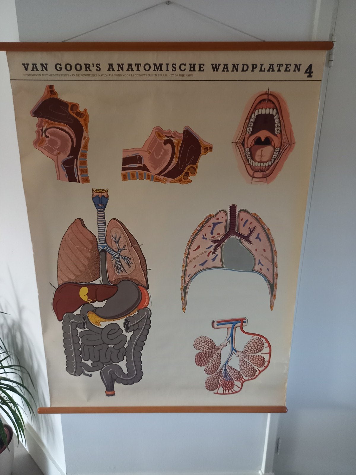 PERFECT ZIJNE OUDE LINNEN ,, ANATOMISCHE SCHOOLPLAAT VAN V G, Gelezen, Ophalen of Verzenden, Landkaart, 1800 tot 2000
