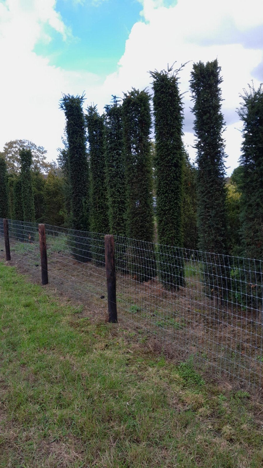 Te koop taxus baccata zuilen, Ophalen, Bloeit niet, Halfschaduw, Overige soorten