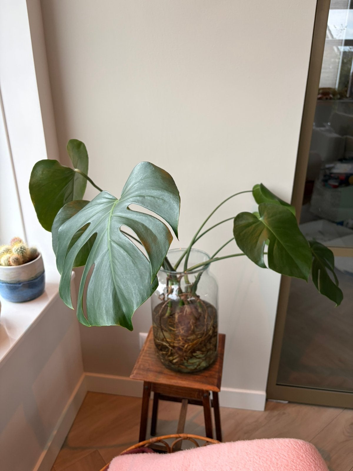 4 monstera stekken, Ophalen, Halfschaduw, Minder dan 100 cm