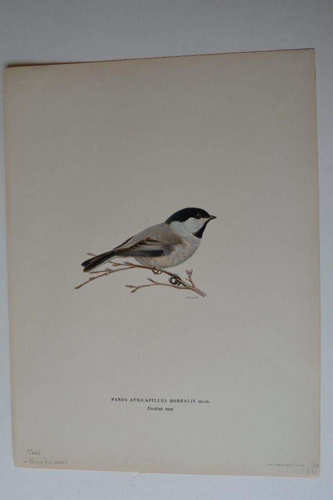 MEES ORIGINELE VOGEL LITHO "PARUS ATRICAPILLUS BOREALIS" VH3, Antiek en Kunst, Kunst | Etsen en Gravures, Origineel, Ophalen of Verzenden