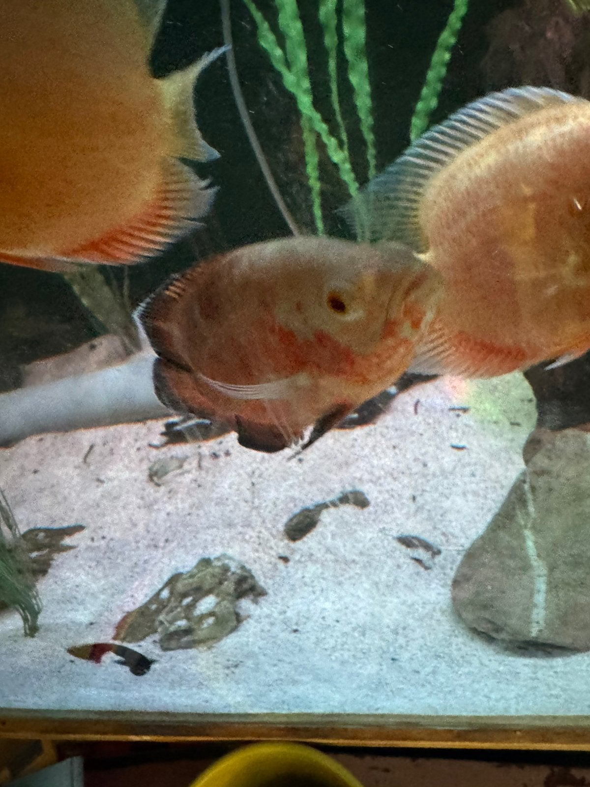 2x oscar (pauwoog cichlide), Dieren en Toebehoren, Vis