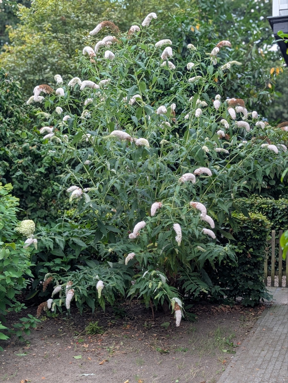 Vlinderstruik, Hazelaar, of Hortensia GRATIS, Tuin en Terras, 100 tot 250 cm, Zomer, Palmboom, Ophalen