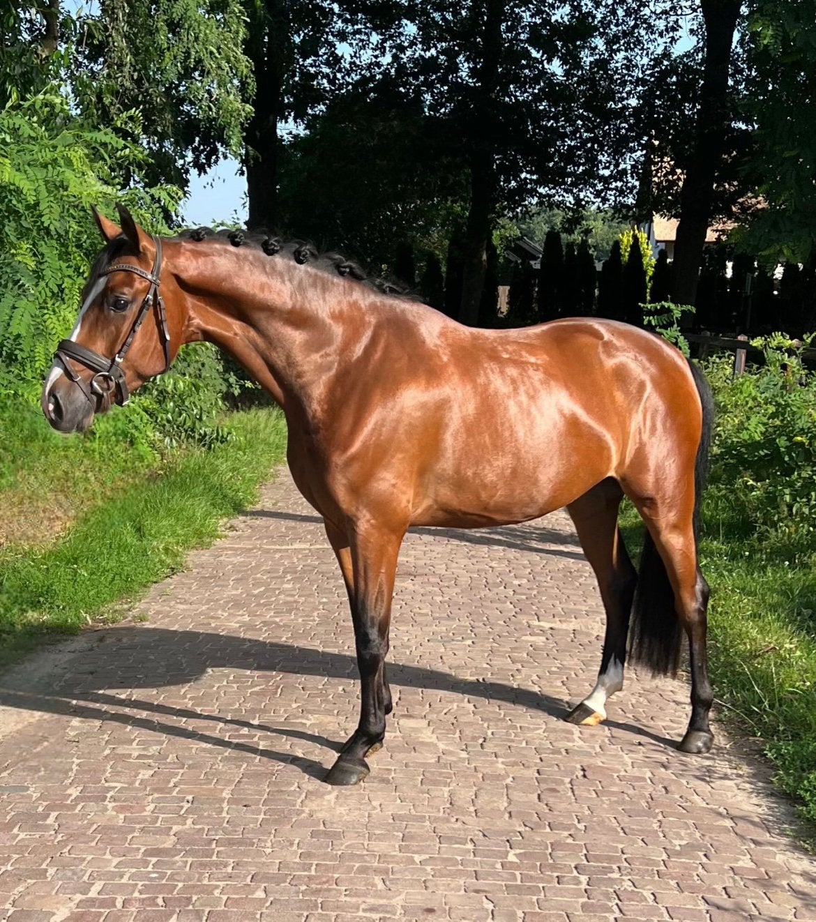 sportgerichte E-pony met veel potentie, E pony (1.48m - 1.57m), Ruin, Springpony, 3 tot 6 jaar