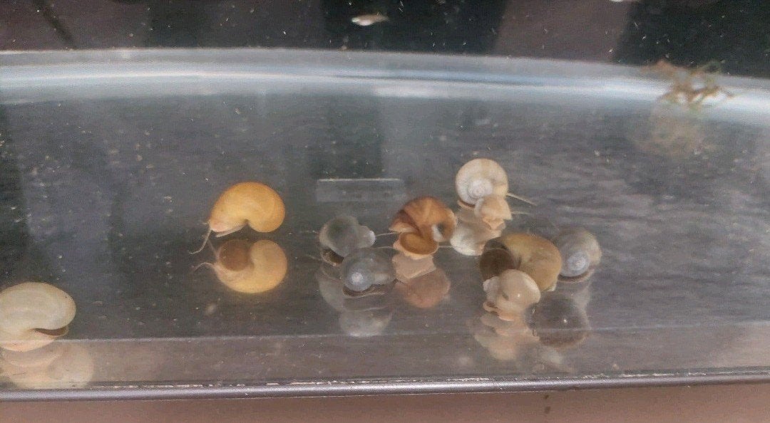 Appelslakken