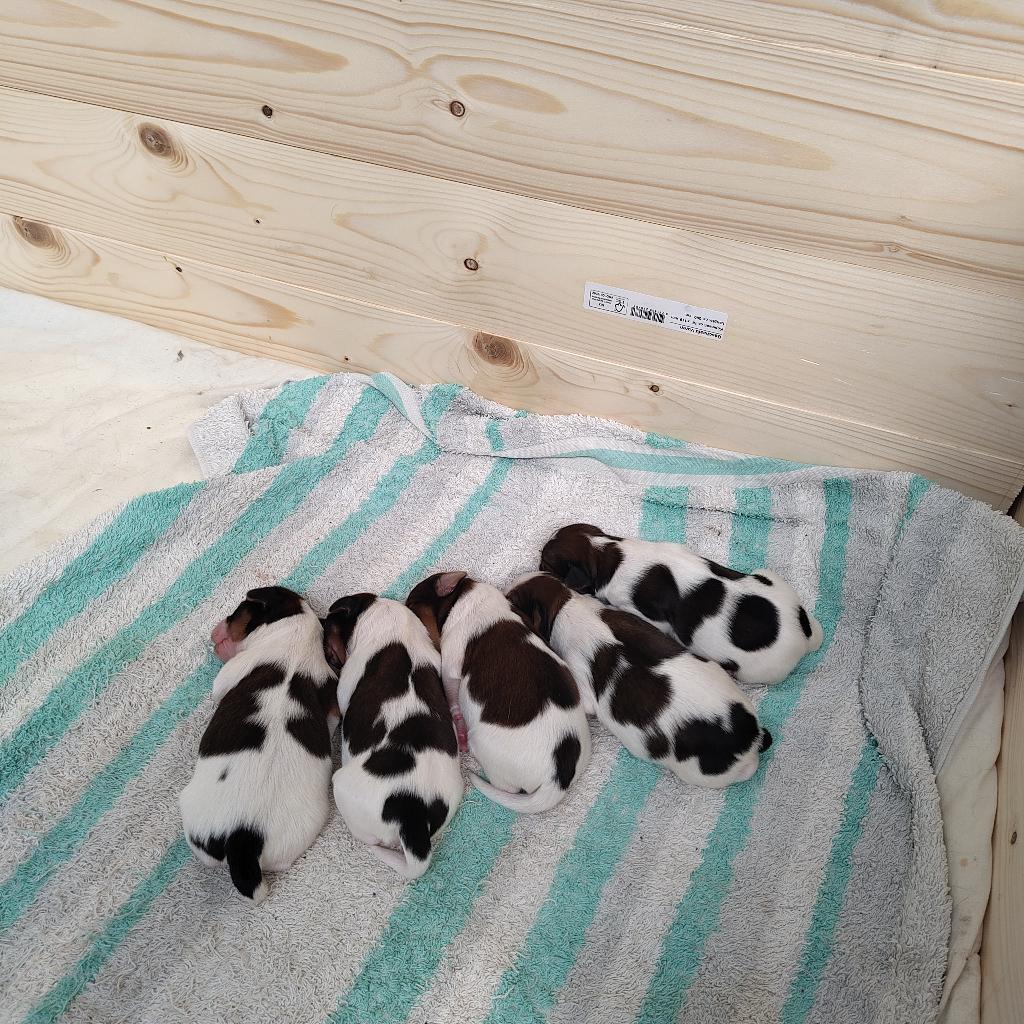 Kooiker pups, Parvo, Overige rassen, 8 tot 15 weken, Meerdere