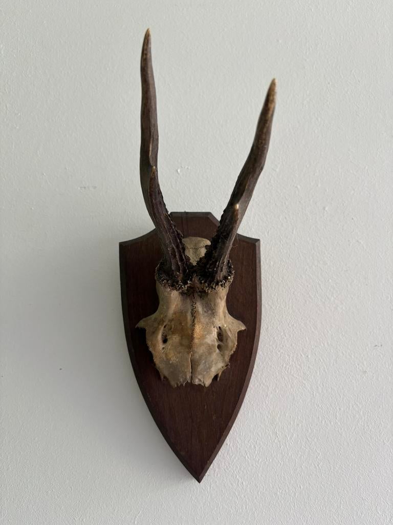 Herten gewei antiek, Antiek en Kunst, Ophalen of Verzenden