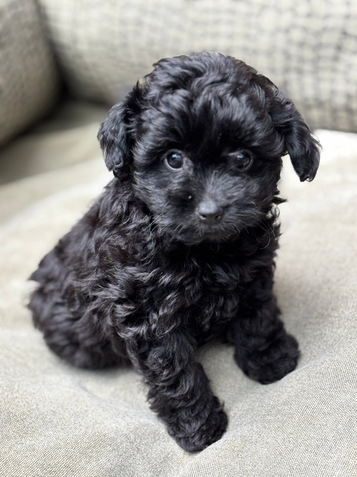 Prachtige Pomapoo pups . Vakantie oppas mogelijk, Dieren en Toebehoren, Honden | Chihuahua's en Gezelschapshonden, Parvo, Overige rassen