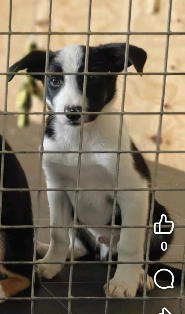 Bordercollie pup/ border collie pup met isds stamboom., Parvo, Sheepdog, Reu, 8 tot 15 weken